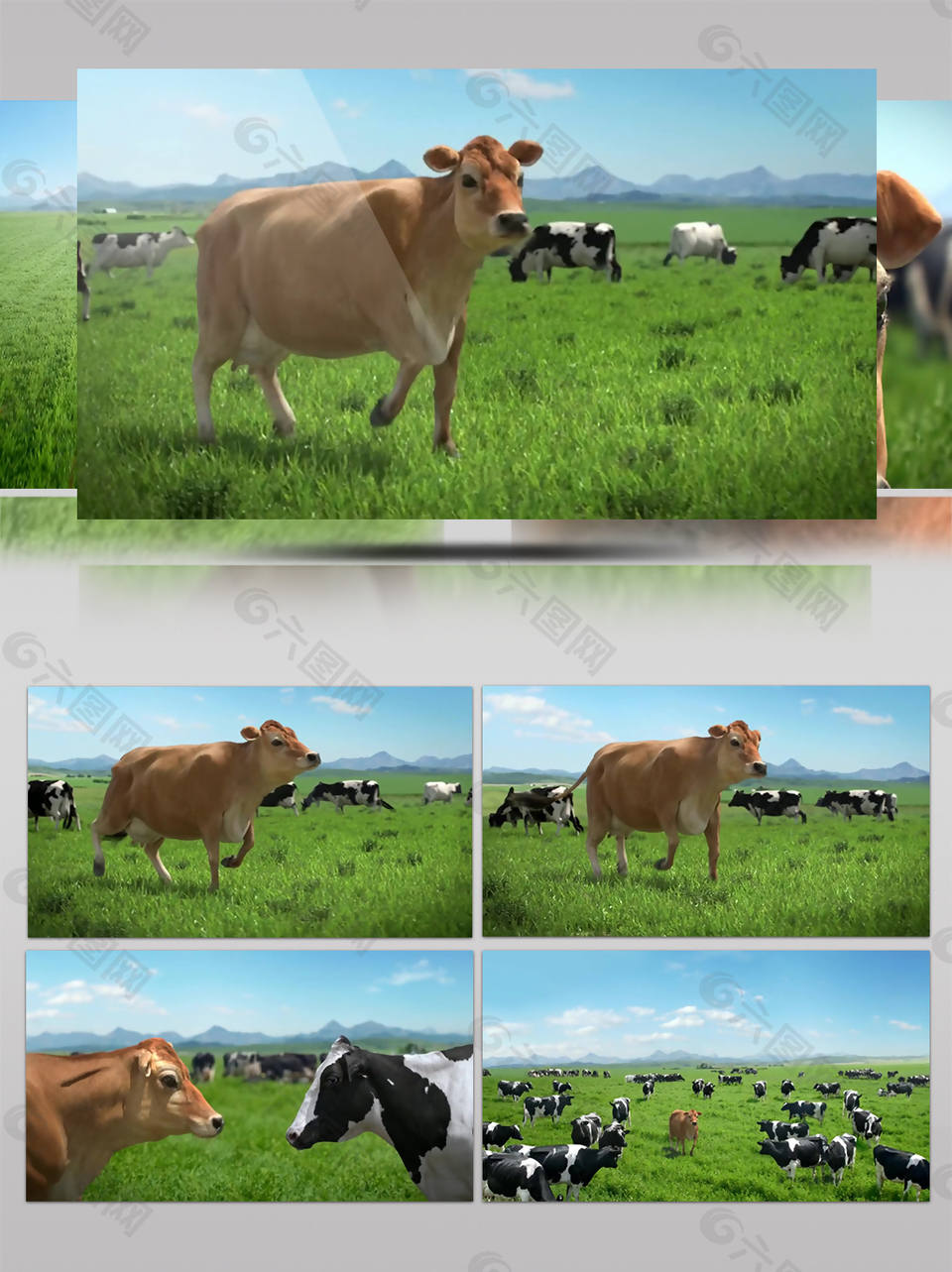 可爱的小牛奶牛草原牧场风景大自然动物