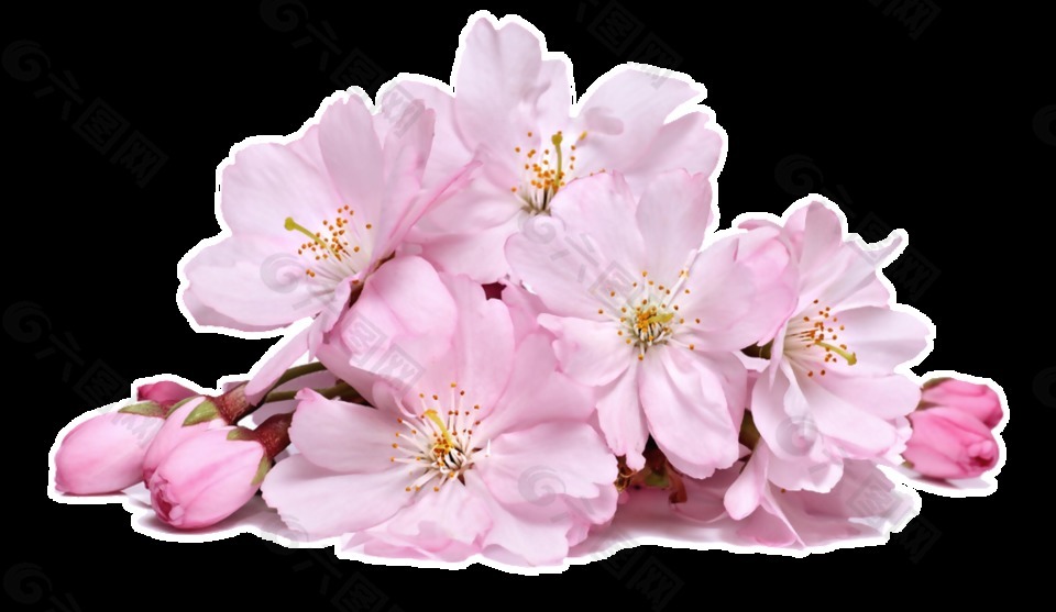 粉色堆放樱花透明素材