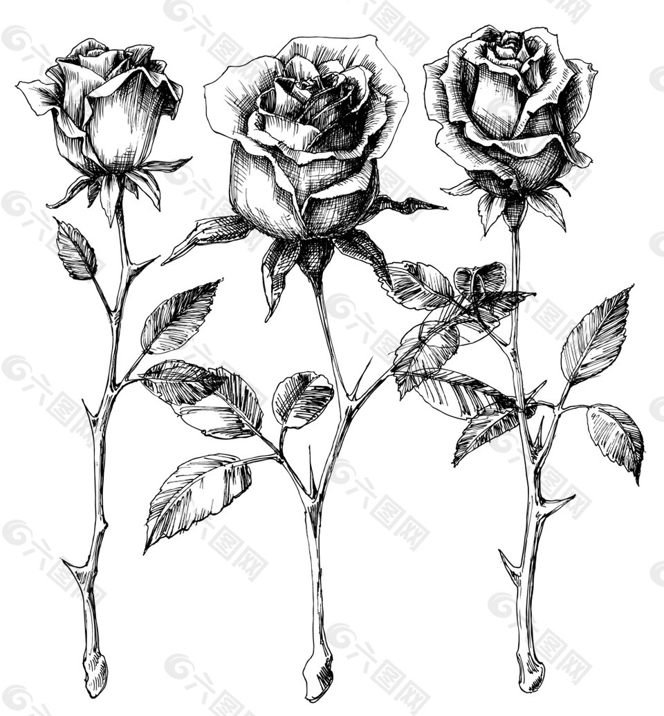 黑白素描玫瑰花植物