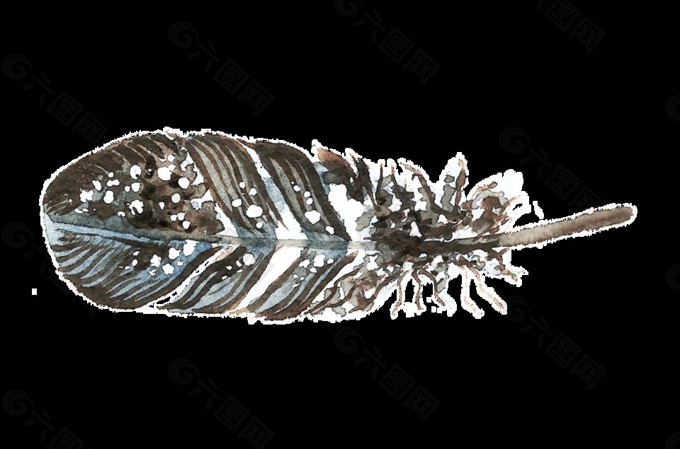 海螺羽翼透明装饰素材