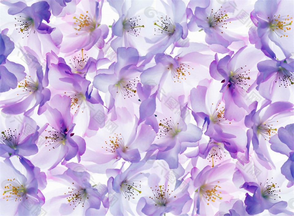 神秘浪漫紫色花朵壁纸图案