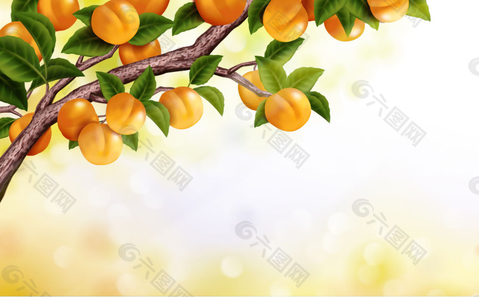 长满杏子的果树