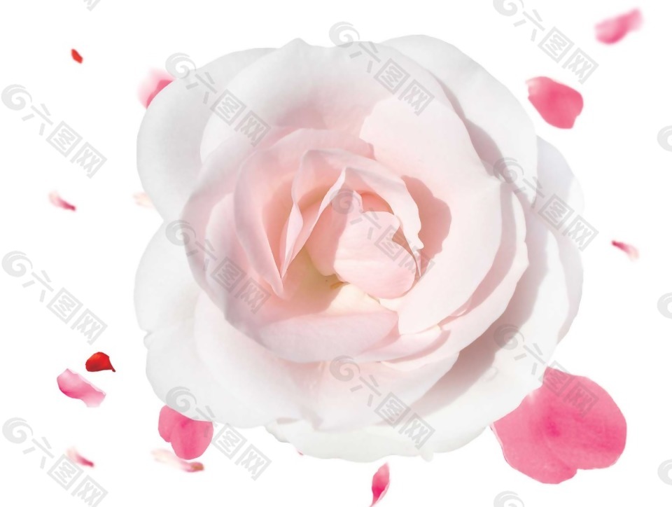 浪漫粉色花瓣元素