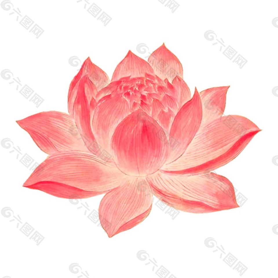 手绘粉色莲花元素