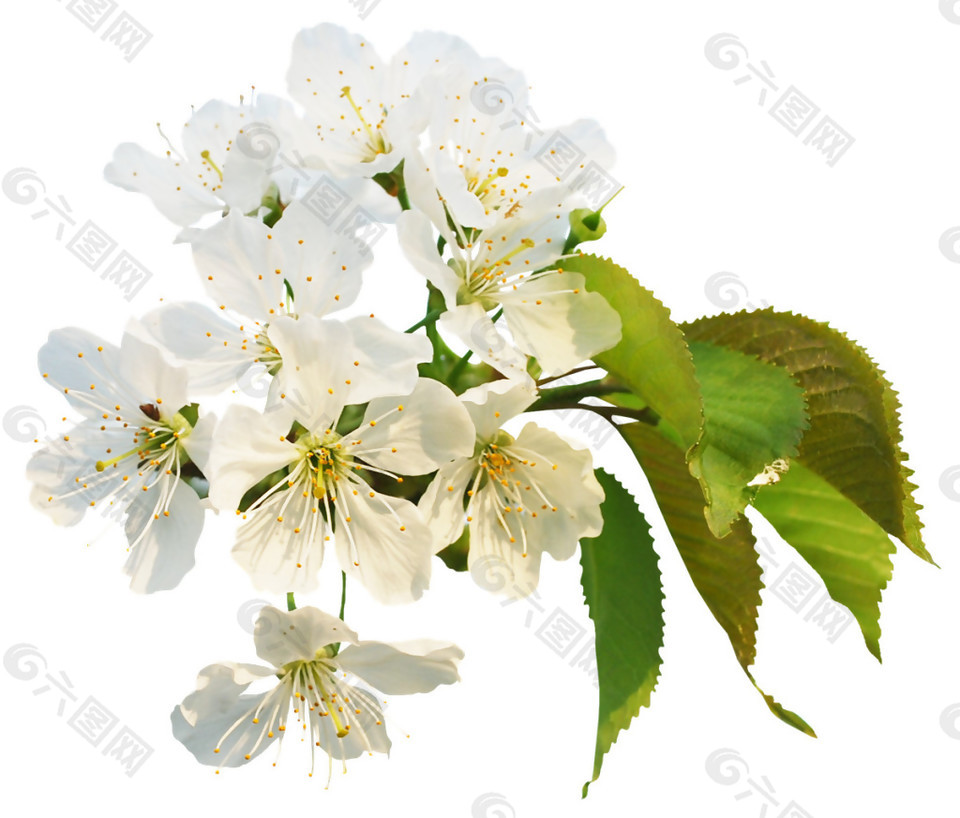 清新白色花瓣樱花装饰元素