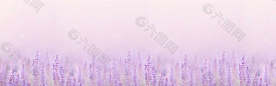 唯美紫色薰衣草花海背景背景素材免费下载 图片编号 六图网