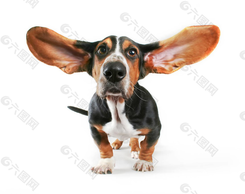 可爱特别长耳朵深色宠物狗产品实物