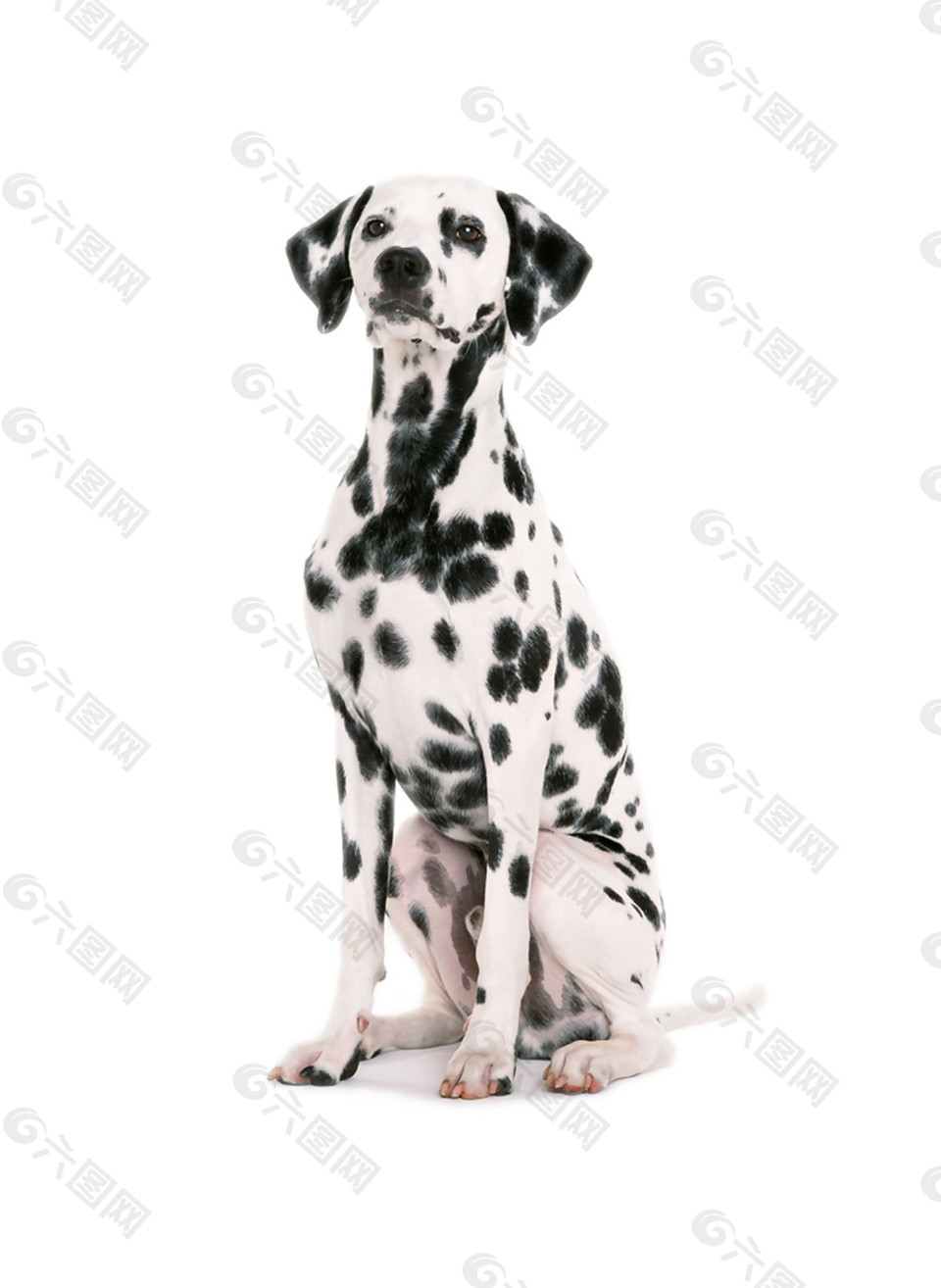黑白色的狗是什么品种图片