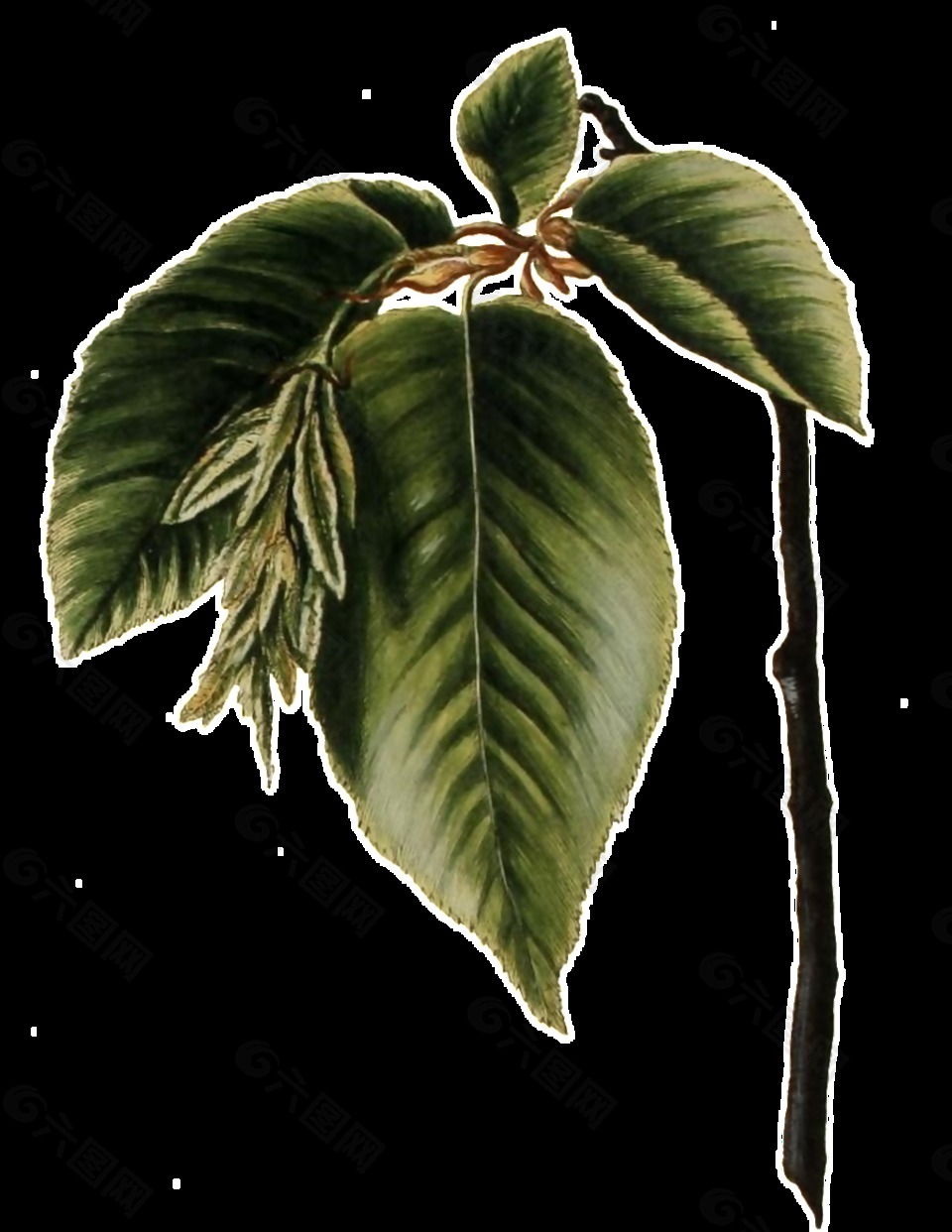 手绘逼真一枝弯曲的绿叶树枝透明植物素材