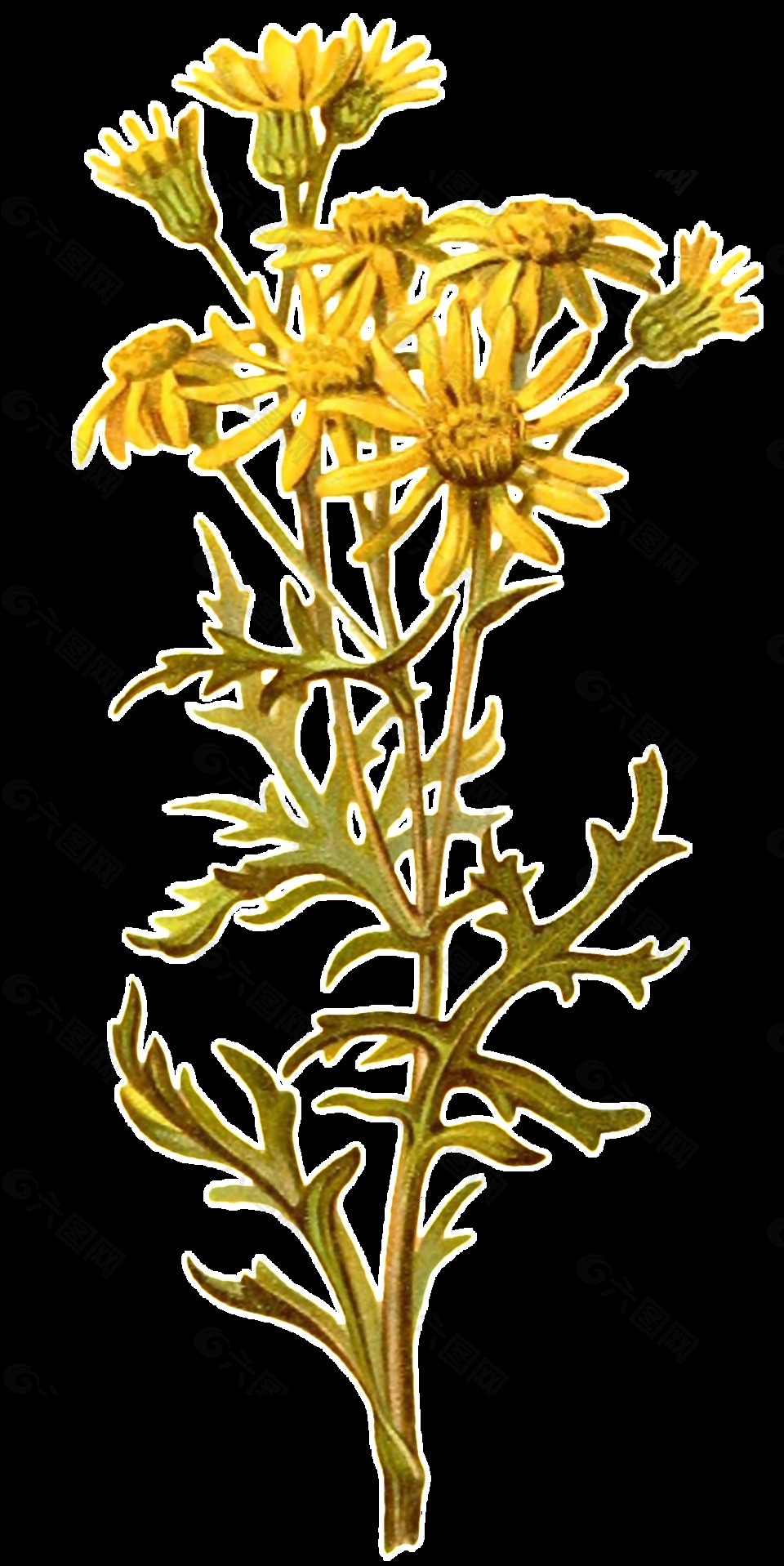 手绘一株黄色野生菊花透明装饰素材