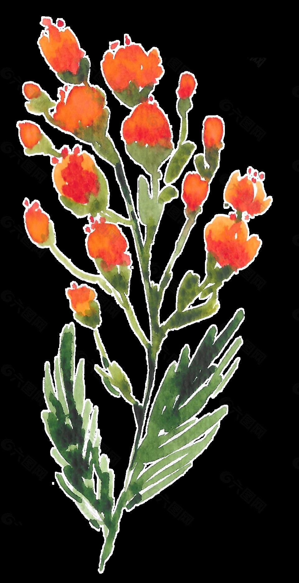 手绘橙色深山野花水彩透明素材