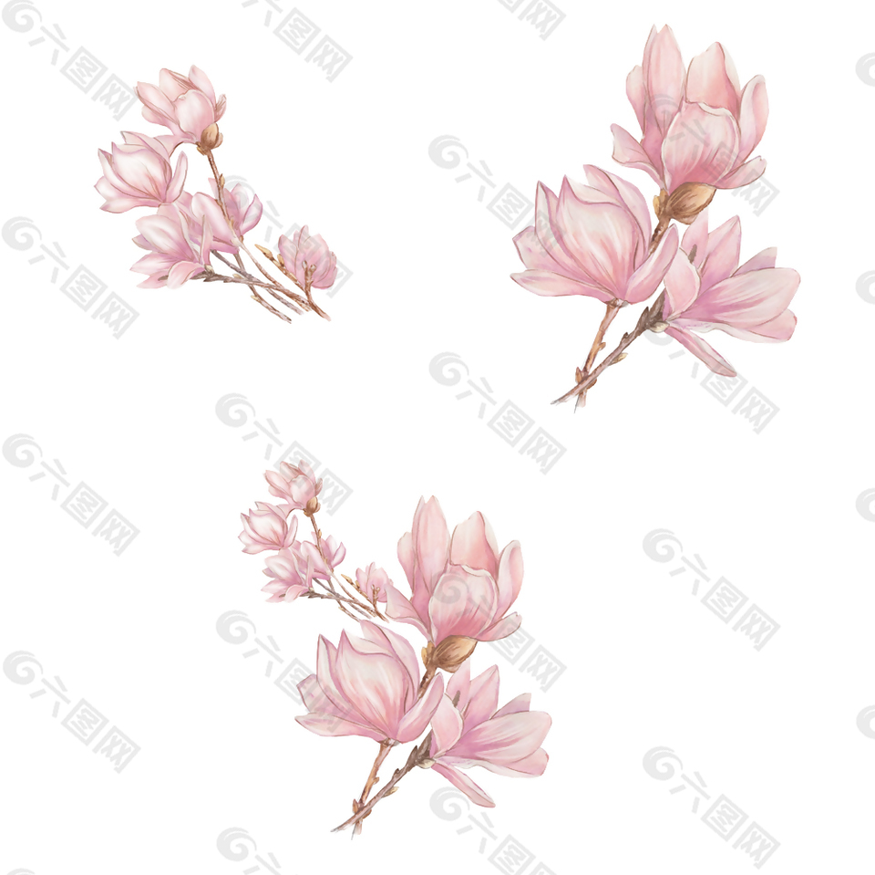 粉色水彩绘玉兰花