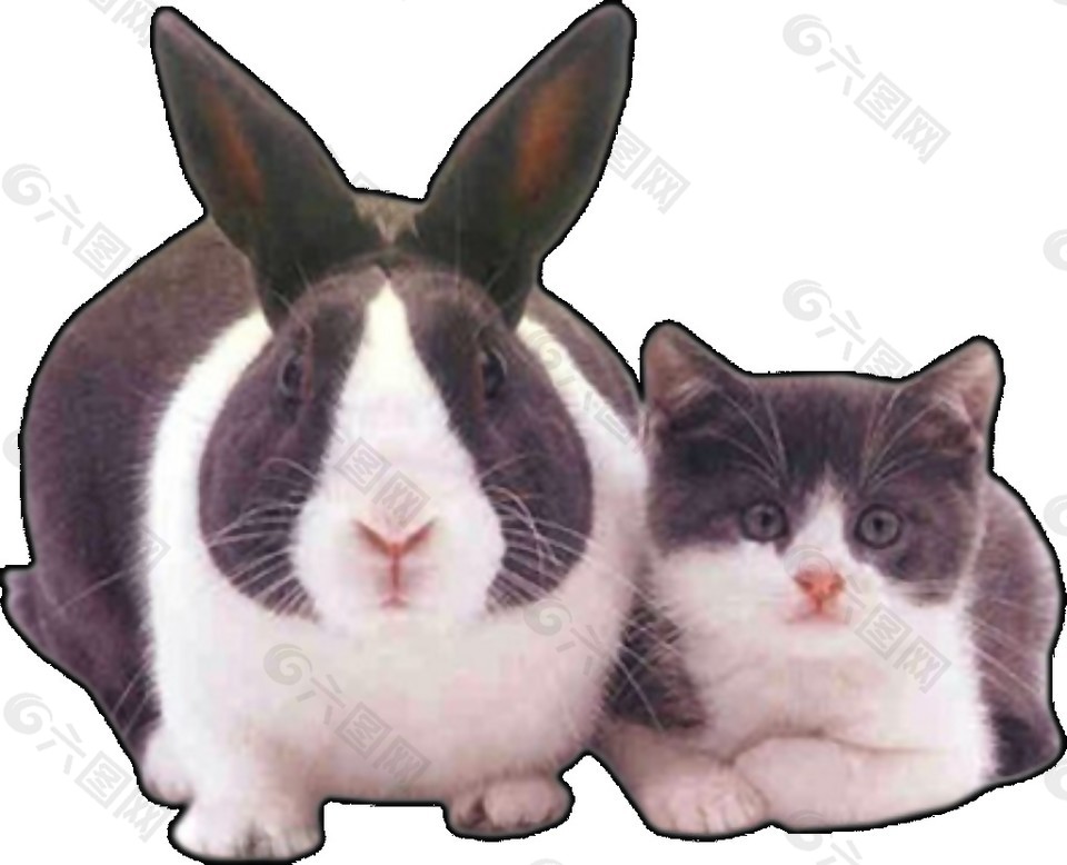 灰白色猫咪兔子素材