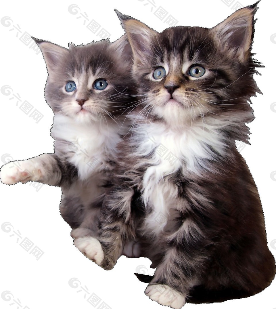 两只可爱的猫咪素材