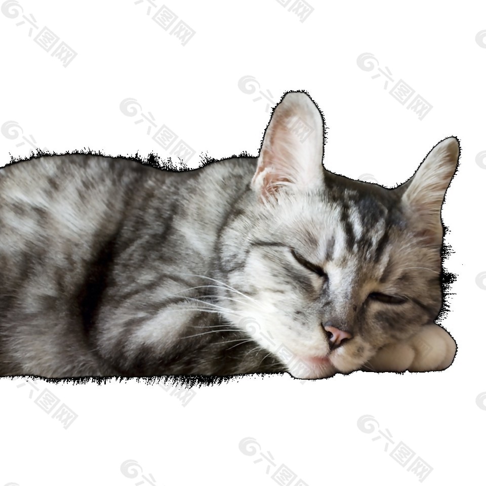 卡通睡觉的猫咪PNG素材