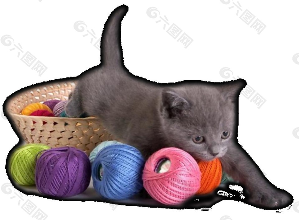 玩毛线球的猫咪素材