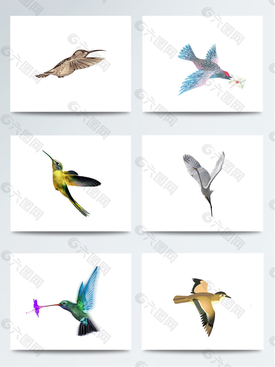 湿地日各种飞鸟PNG元素