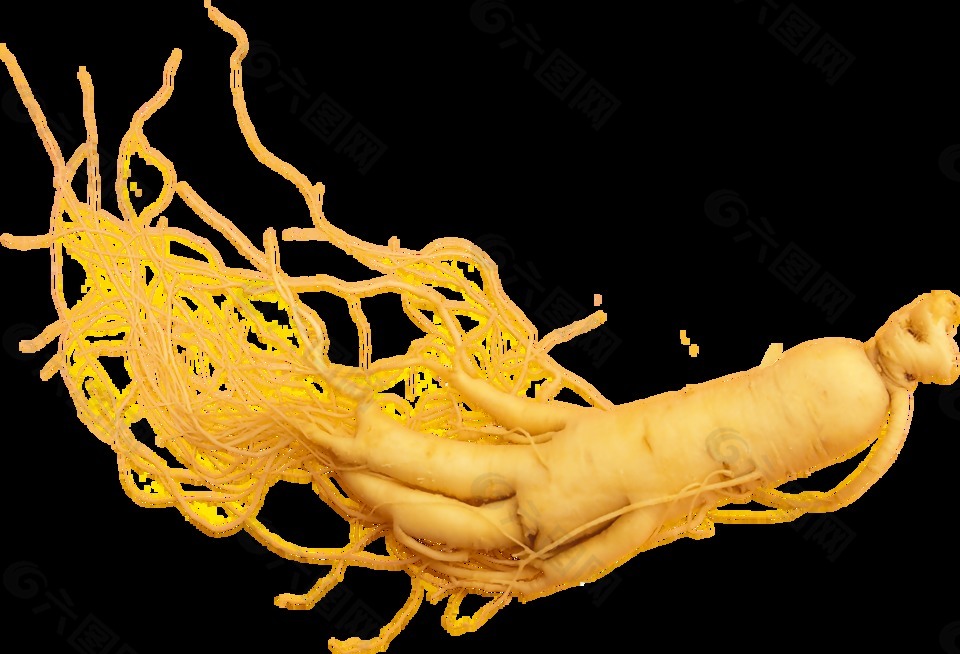 一棵名贵的人参