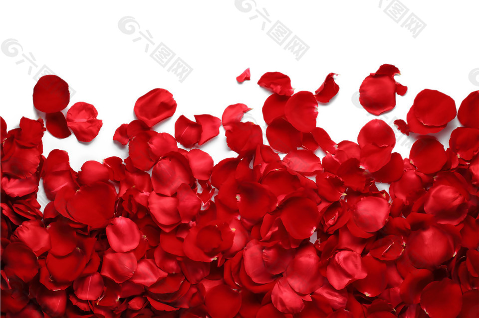 红色情人节花瓣素材设计