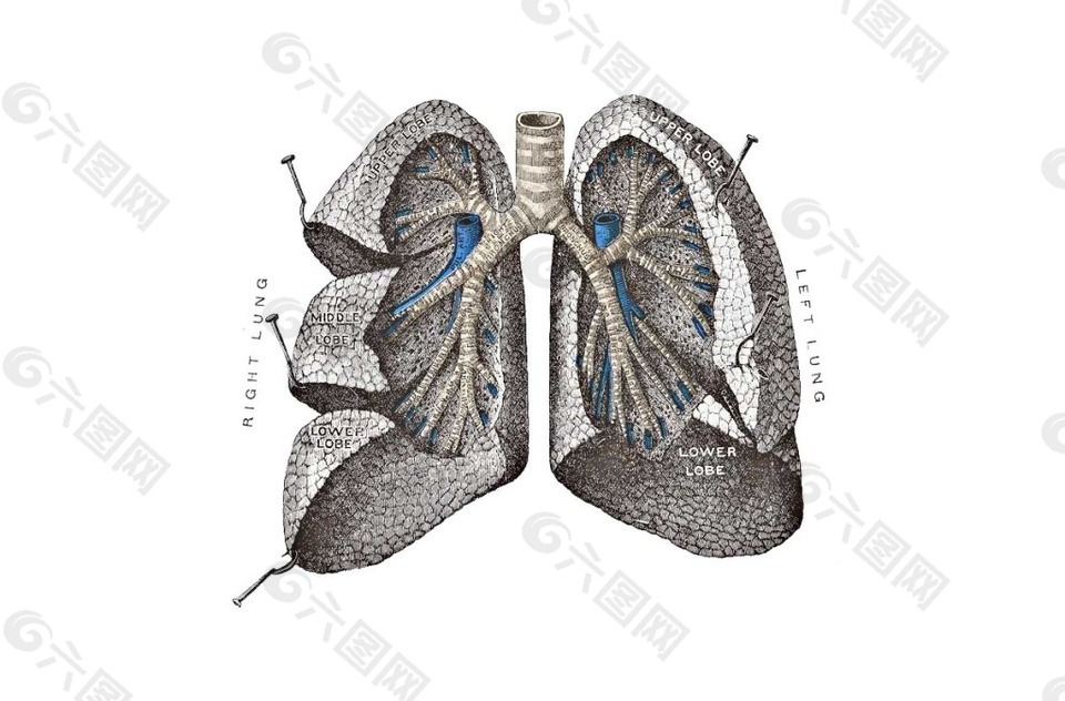 肺叶解剖图png元素