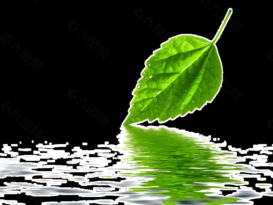 水面上的一片树叶透明素材
