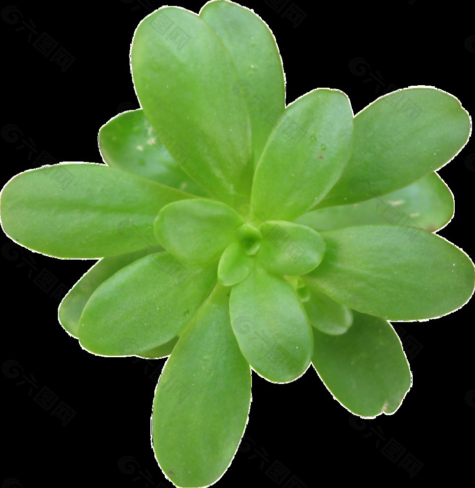 一棵绿色的植物透明素材