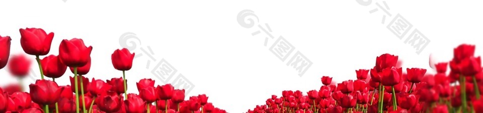 红色玫瑰花丛png元素