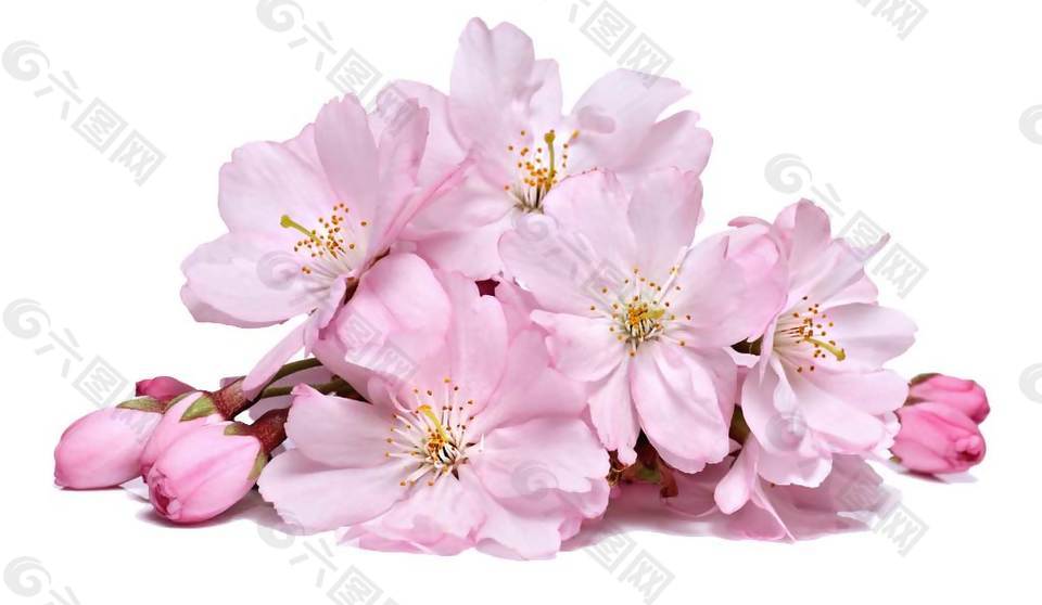 桃花花朵实景png元素