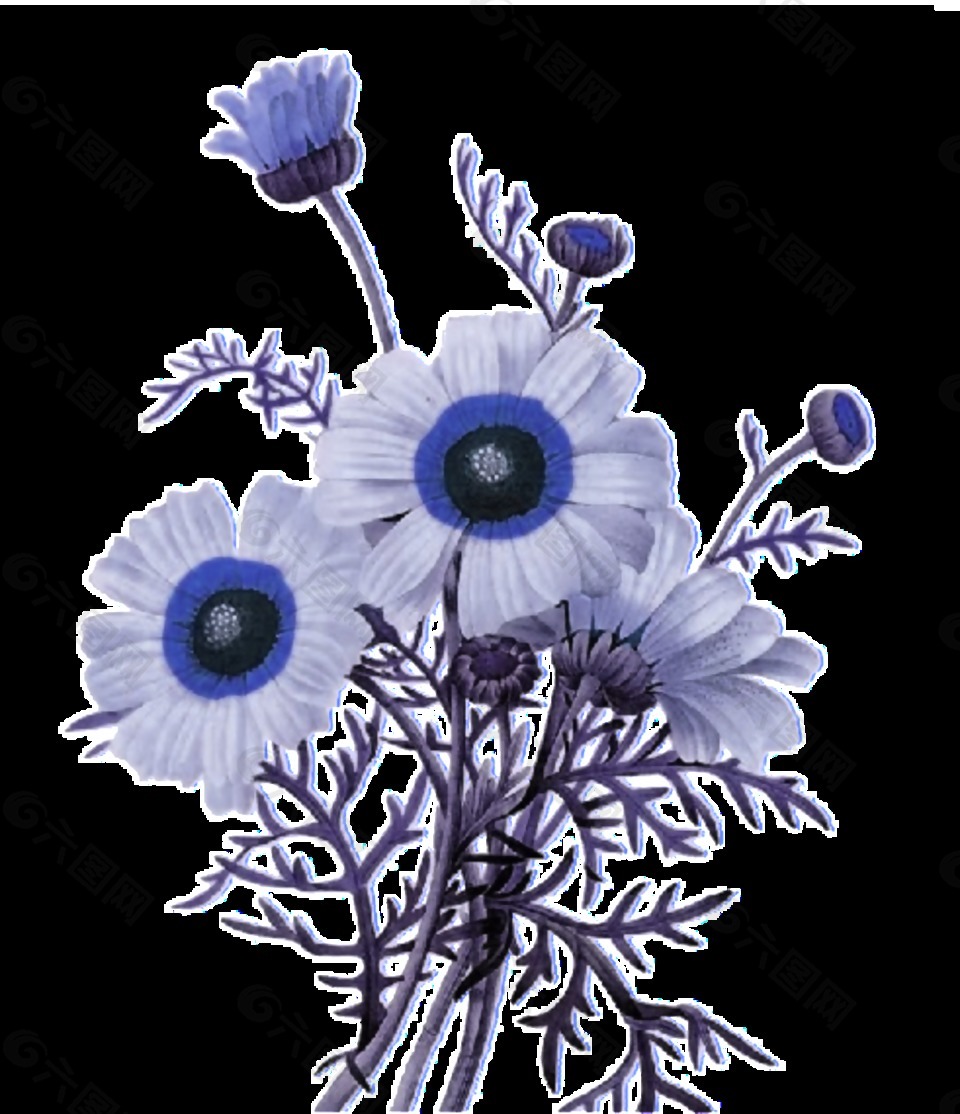 美丽神秘蓝色手绘菊花装饰元素