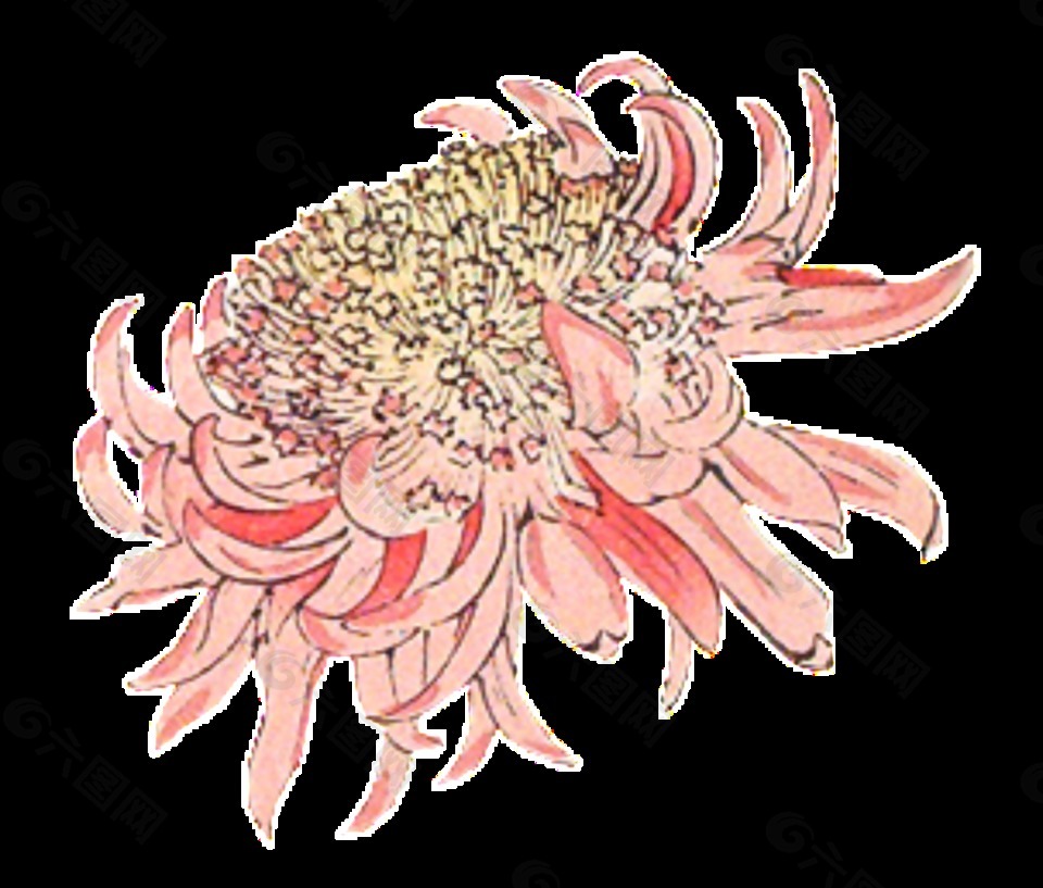 美丽粉色手绘菊花装饰元素
