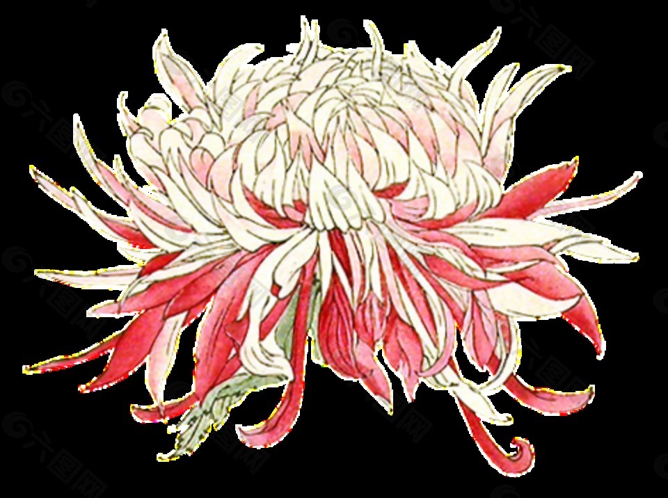 清新粉色花朵手绘菊花装饰元素