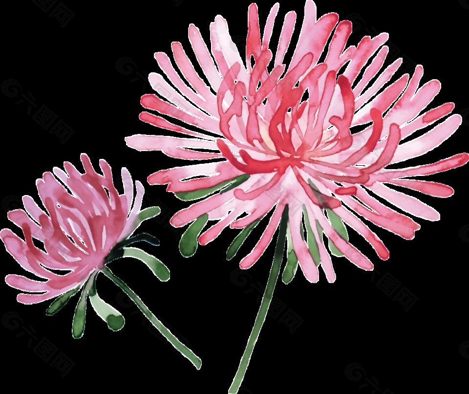 浪漫粉色手绘菊花装饰元素