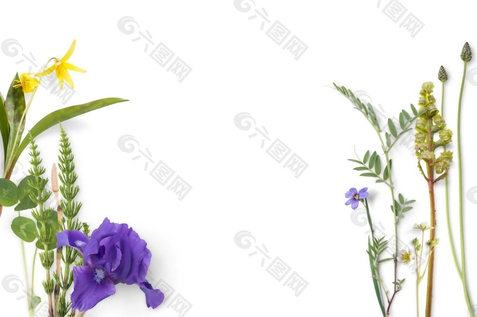 彩绘欧式紫色花朵绿草png元素