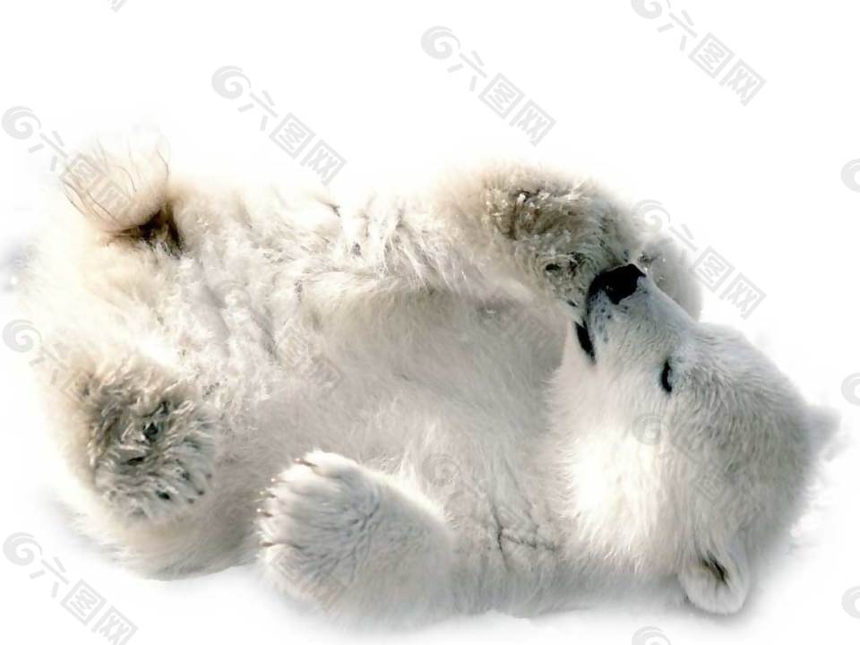 白色北极熊png元素