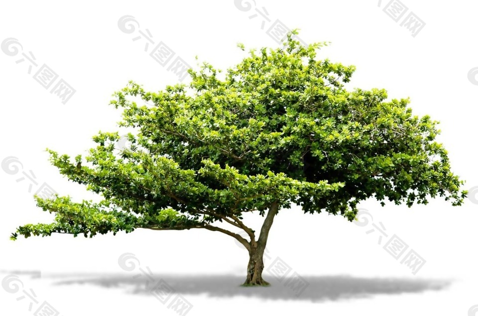 绿色园林景观树木png元素