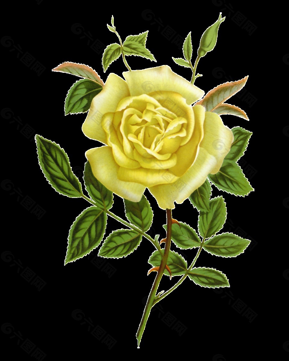 高清黄色玫瑰花朵装饰元素