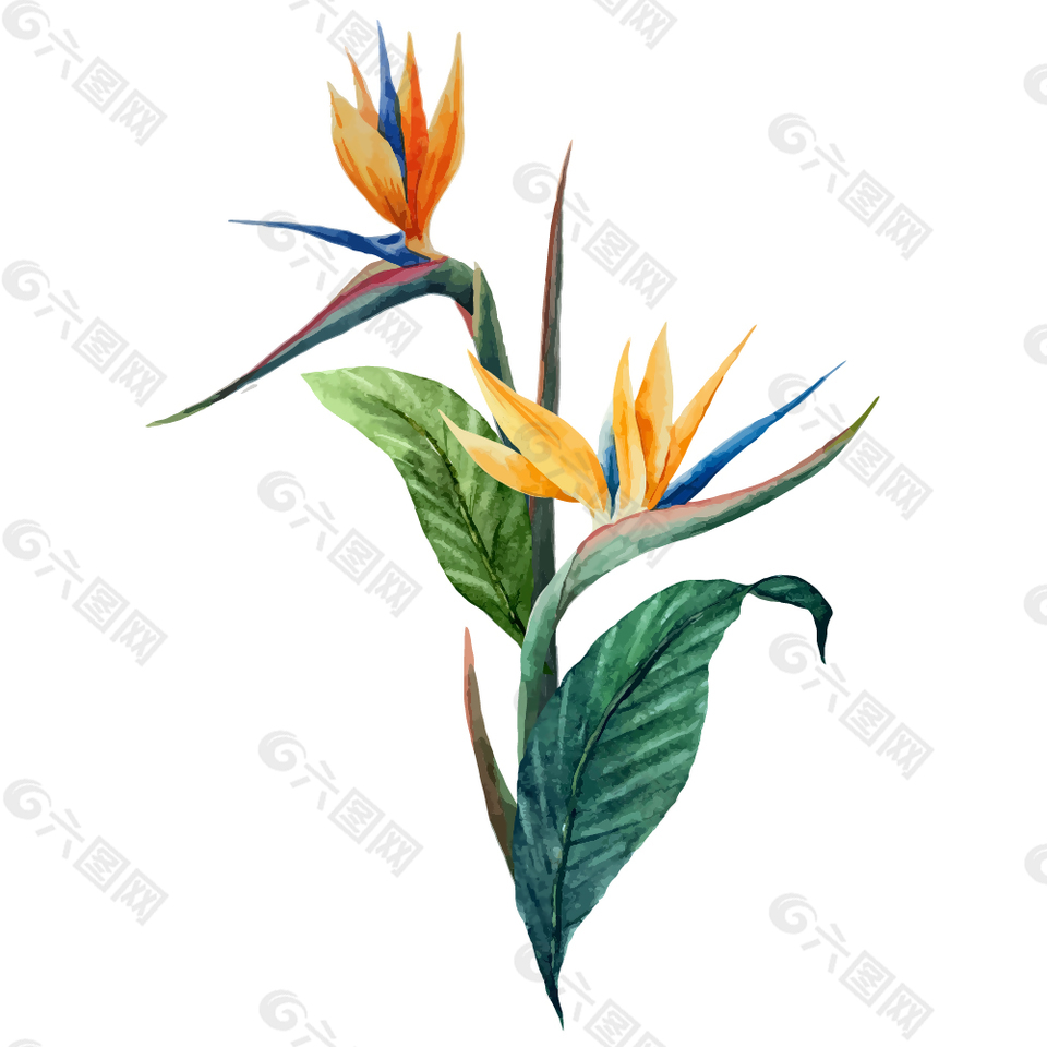 水彩绘天堂鸟插画