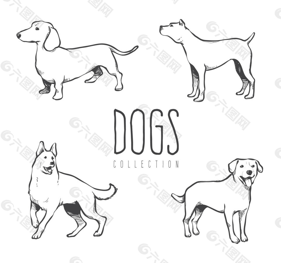 几种不同品种的狗