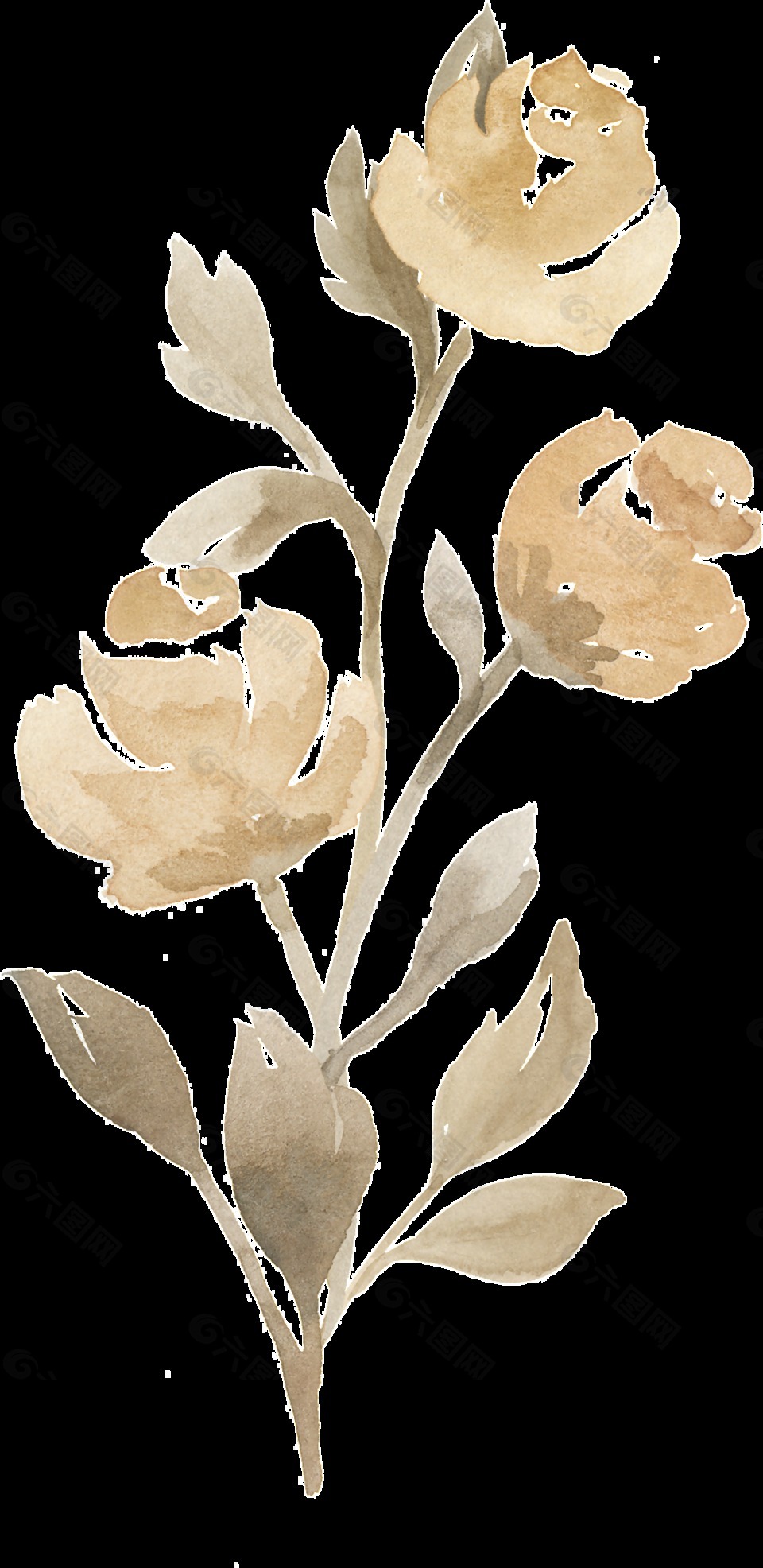 三朵浅棕色玫瑰花PNG透明素材