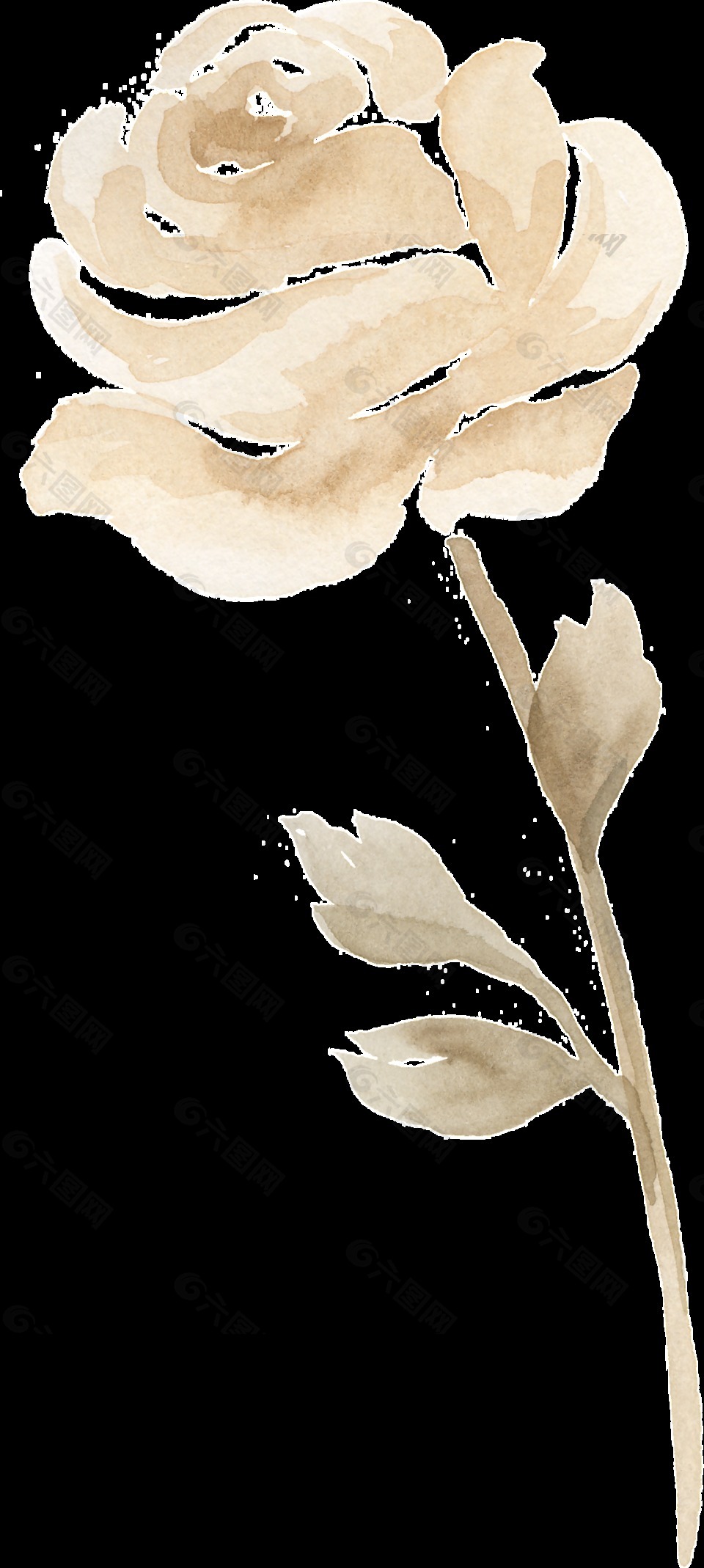 一朵米黄色玫瑰花PNG透明素材