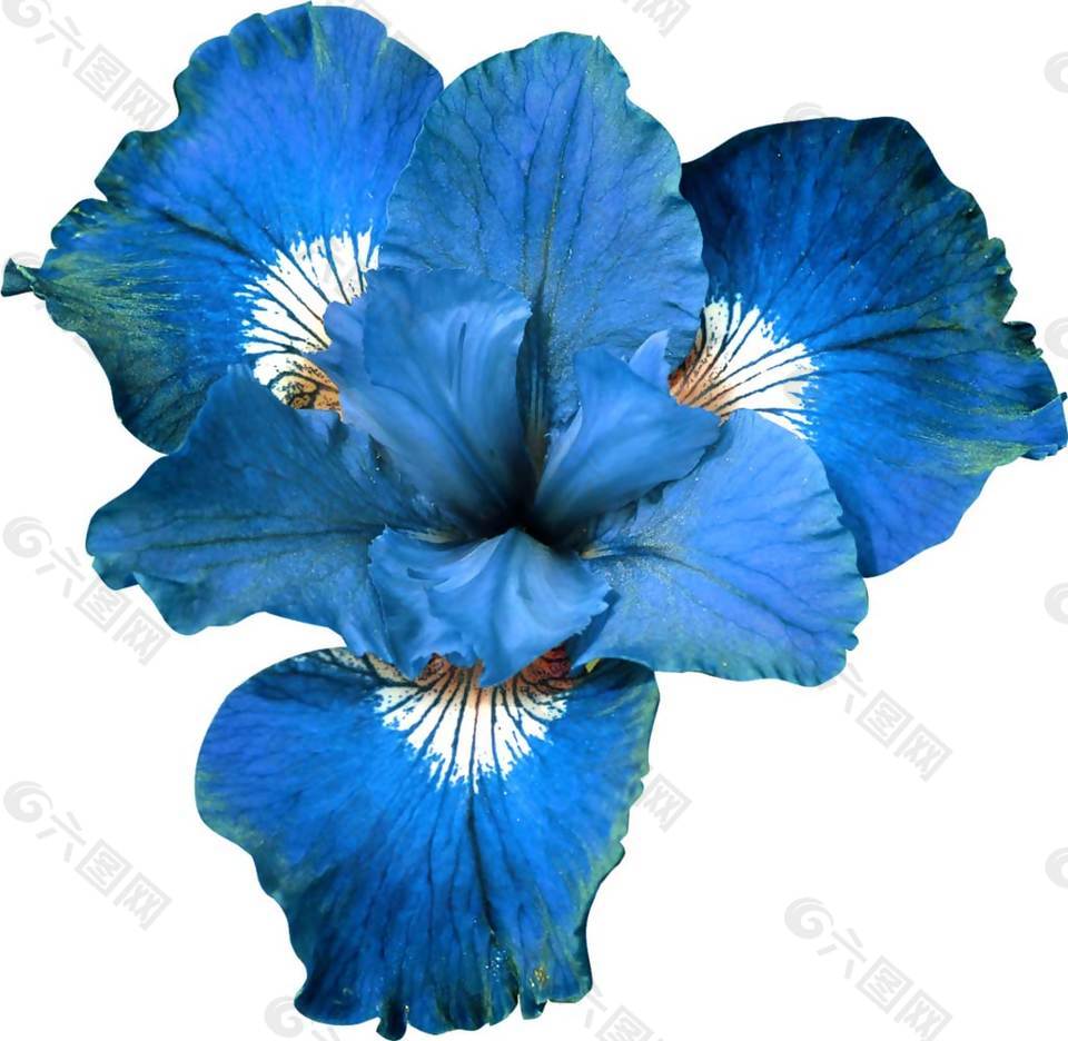 蓝色花朵花瓣png元素