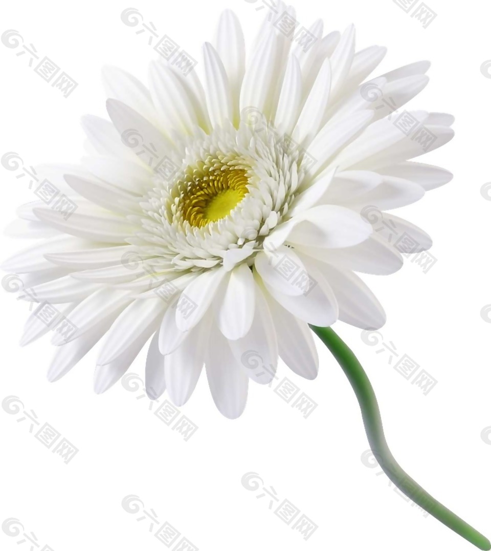 白色菊花png元素