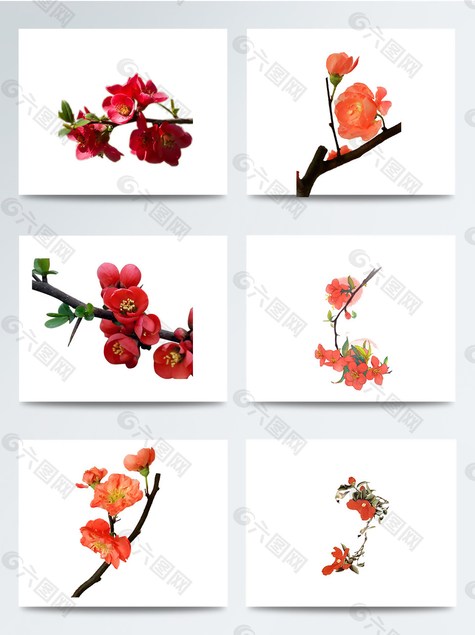 红色海棠花主题元素