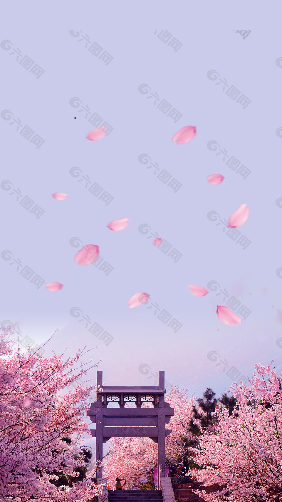 紫色梦幻花瓣樱花背景