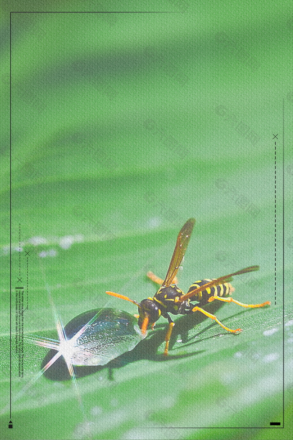 绿色蜜蜂水滴边框立夏节气背景设计