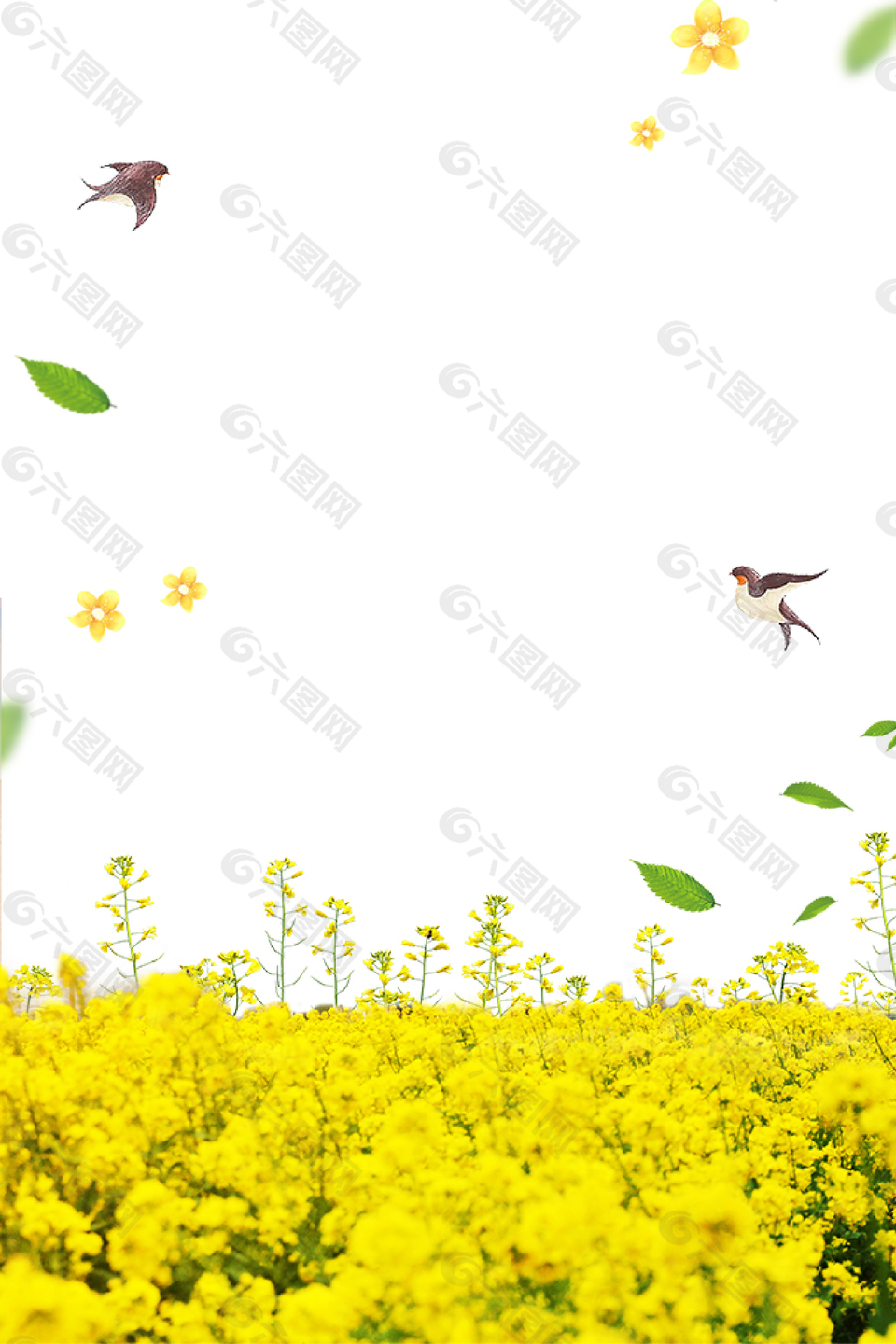 春季赏油菜花背景