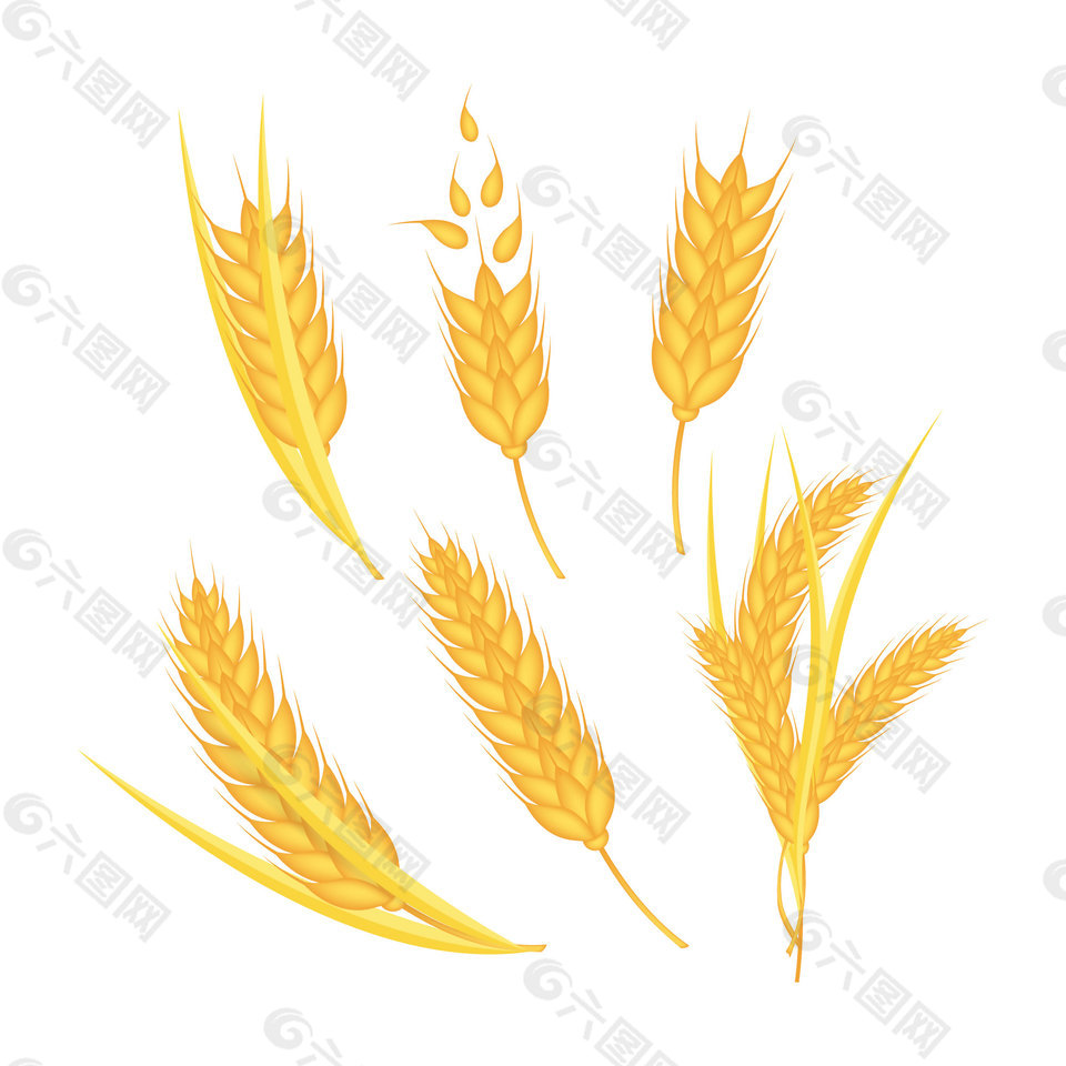 卡通小麦插画素材