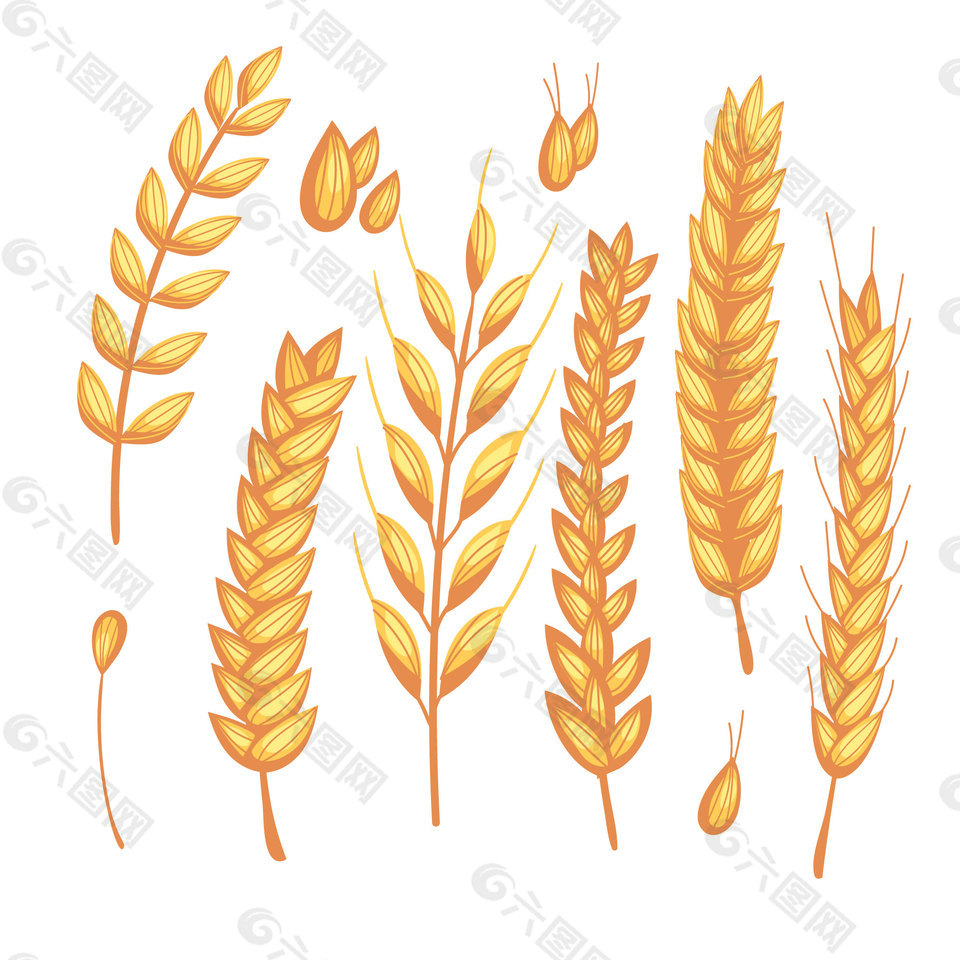 6款饱满小麦合集插画设计