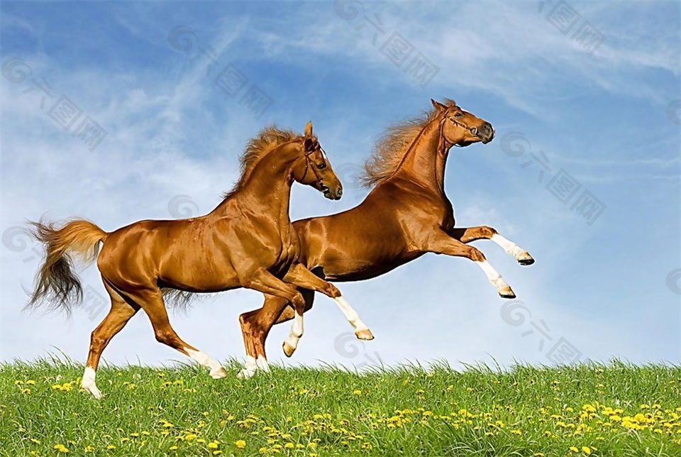 马走路音效素材