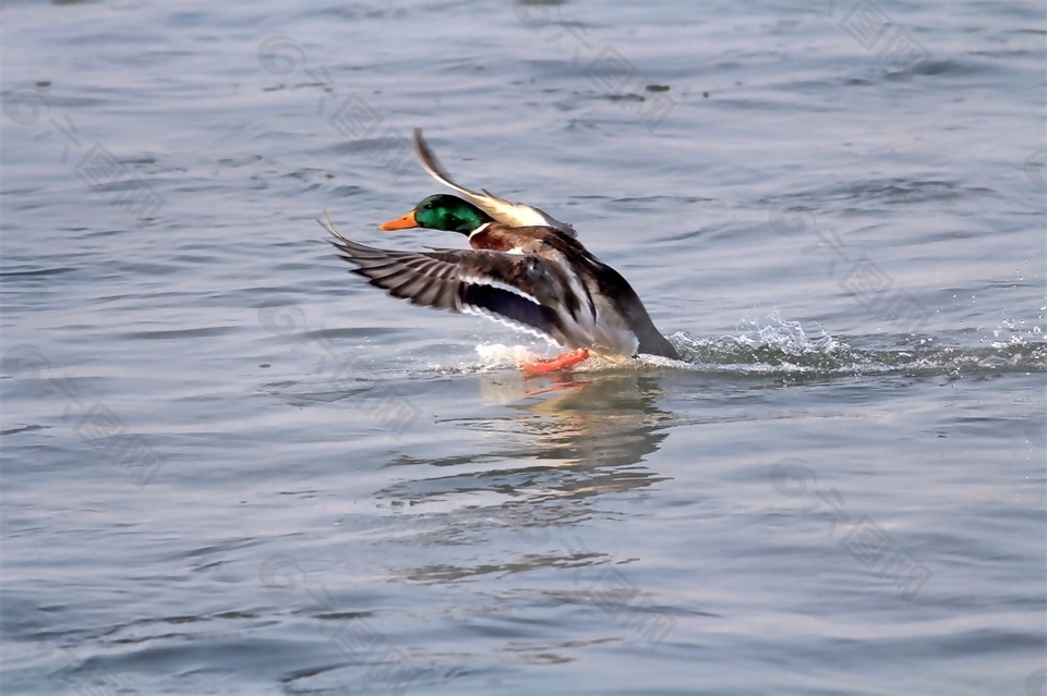 水中野鸭的叫声音效素材